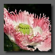 Papaver orientale (le jardin de la poterie Hillen) www.poterie.fr